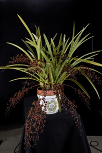 Cymbidium Little Black Sambo Adele Chaya CCM/AOS 84 pts.